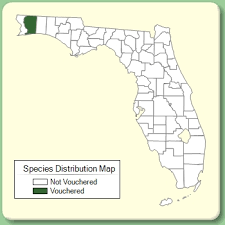 Trifolium spumosum - Species Page - ISB: Atlas of Florida Plants