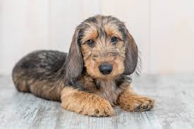 wirehaired dachshund dog breed info