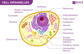 cell organelles types structure and