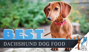 15 Best Dog Foods For Dachshunds Our 2019 In Depth Feeding