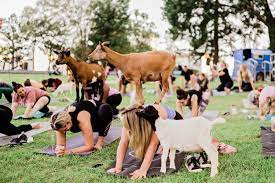 discover the greenway goat yoga wolf