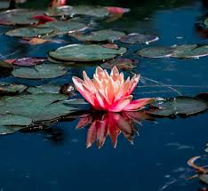 Lotus Flowers Are The Beauty Of The