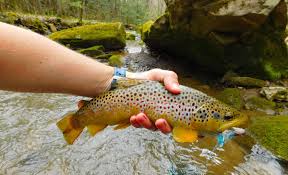 It's so close to home that you can cut the grass at 5pm and go fishing at 6pm. Top Places To Fish In Pennsylvania Visitpa
