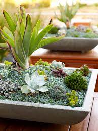 Succulents In Containers The Ultimate