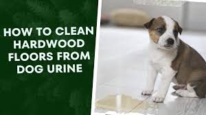 clean hardwood floors from dog urine