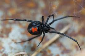 10 Common Spiders In Georgia Spider Identification And