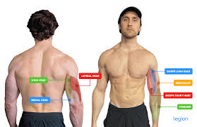 main muscle groups exercises for each
