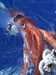 giant squid national geographic