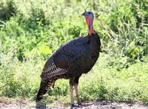 what-kind-of-bird-looks-like-a-turkey