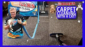 cat carpet cleaning solution