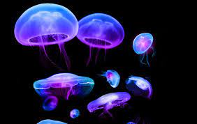 Live Jellyfish Wallpapers - 4k, HD Live ...