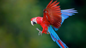 exotic bird in kolkata pet