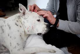 5 Acupressure Points You Can Learn To Treat Your Own Dog