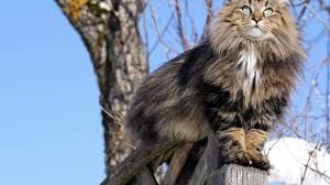 Its strength and agility make it a natural hunter able to climb any surface. 10 Furry Facts About Norwegian Forest Cats Mental Floss