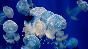 jellyfish wallpaper 59 images