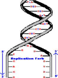 double stranded structure of dna with