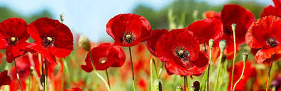 Once you weather has improved in the spring keep your area you planted the poppy seeds if you like the look of the poppy and want to have them indoors you may want to grow a few as indoor plants. How To Grow Care For Your Poppies Lovethegarden