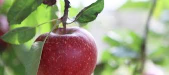 Growing Apple Trees In Small Spaces