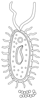 Students worksheets remain free for download! Color A Typical Prokaryote Cell Biology Libretexts