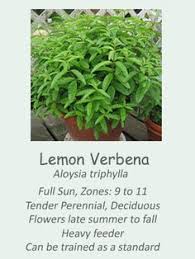 Vegetable palm glycerin, crystal clear water. 83 Lemon Verbena Ideas Lemon Verbena Verbena Lemon