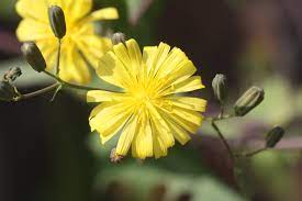 Crepidiastrum sonchifolium - Wikipedia