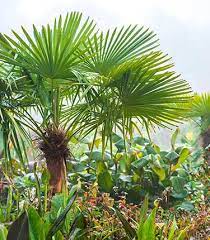 Palms And Exotic Trees Rhs Gardening