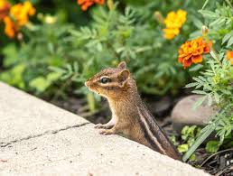 how to keep chipmunks out of your garden
