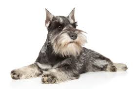 mini schnauzer stock photos royalty