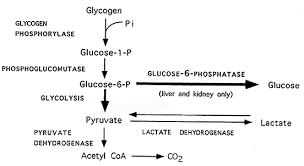 Glycogen to Glucose