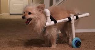 pvc pipe wheelchair for a dog