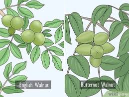 Identification by bark and fruit can be a little tricky, since it's difficult to pinpoint a tree by its bark, and presence of fruits is not always certain. Easy Ways To Identify Walnut Trees 11 Steps With Pictures