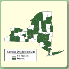 Centaurea nigra - Species Page - NYFA: New York Flora Atlas