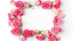hd pink rose in frame wallpapers peakpx