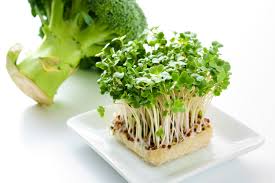broccoli sprouts have more nutritional