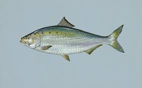 North Carolina Fish Species Nc Fish Finder