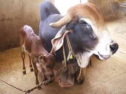 From wikimedia commons, the free media repository. What Is Brahman Breed