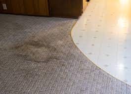 carpet cleaning mold can
