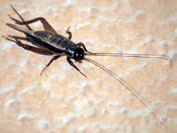 Crickets are orthopteran insects which are related to bush crickets, and, more distantly, to grasshoppers. Dubai Desert Conservation Resort