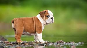 We deliver all our bulldog puppies for sale at your doorstep.feel free to contact us if you have any worry. English Bulldog Puppies For Sale Nyc Central Park Puppies