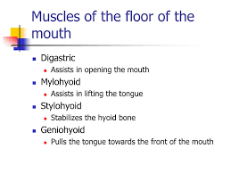 ppt chapter 7 muscles of the head and