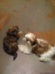 Ironically, it was named after its looks because there is absolutely no fierceness to this adorable dog breed. Male Shih Tzu Puppies Price 250 For Sale In Weatherford Oklahoma Best Pets Online