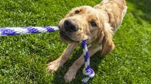 the 6 best tug of war toys for dogs who