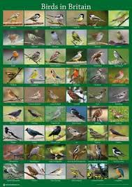 british wild birds poster a2 59x42cm