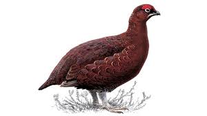Image result for grouse