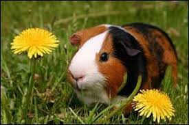 how to take care of guinea pigs in