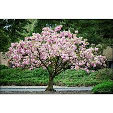 Ft Kwanzan Cherry Blossom Tree