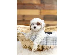 A lap dog who can keep up fully with the big dogs. Cavapoo Dog Male Bleheim 2629444 The Barking Boutique