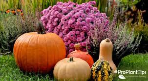 Trends In Fall Gardening 2023 Nature