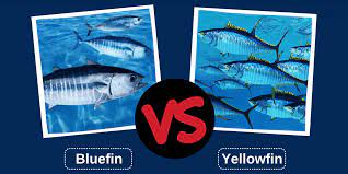 bluefin tuna vs yellowfin tuna