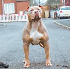 American Bully dogs for stud in Liverpool | Pets4Homes